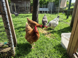 Read more about the article Comment fabriquer une cage d&rsquo;isolement pour vos poules : Le guide pratique