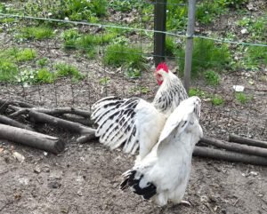 Read more about the article Pellets Gold 4 : Le Guide Complet du Granulé pour Poules Pondeuses