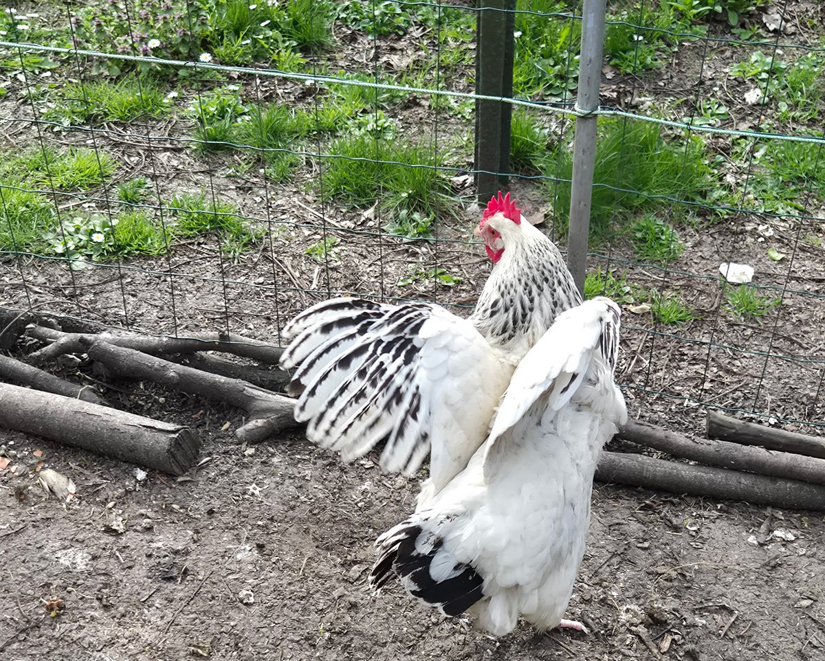 Read more about the article Pellets Gold 4 : Le Guide Complet du Granulé pour Poules Pondeuses