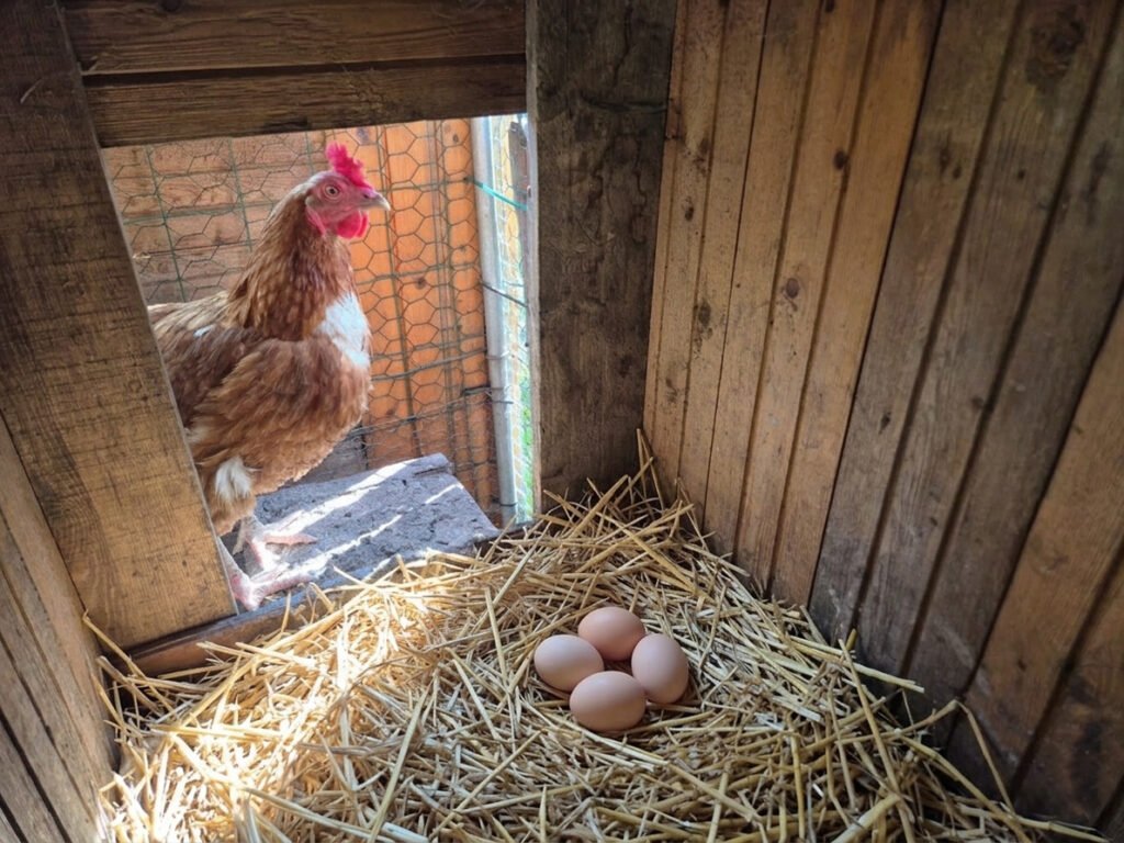 Poule admirant un intérieur de poulailler parfaitement entretenu.
