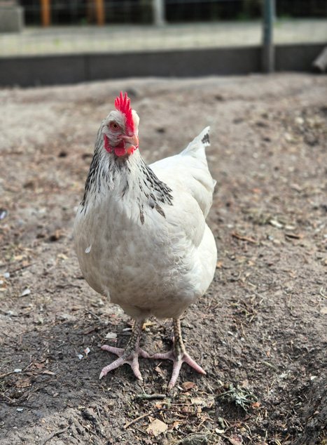 Oasis la poule rousse dans un poulailler