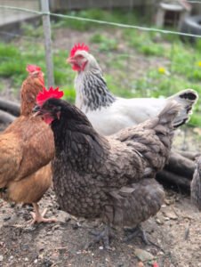 Read more about the article Les meilleures races de poules pondeuses pour votre jardin